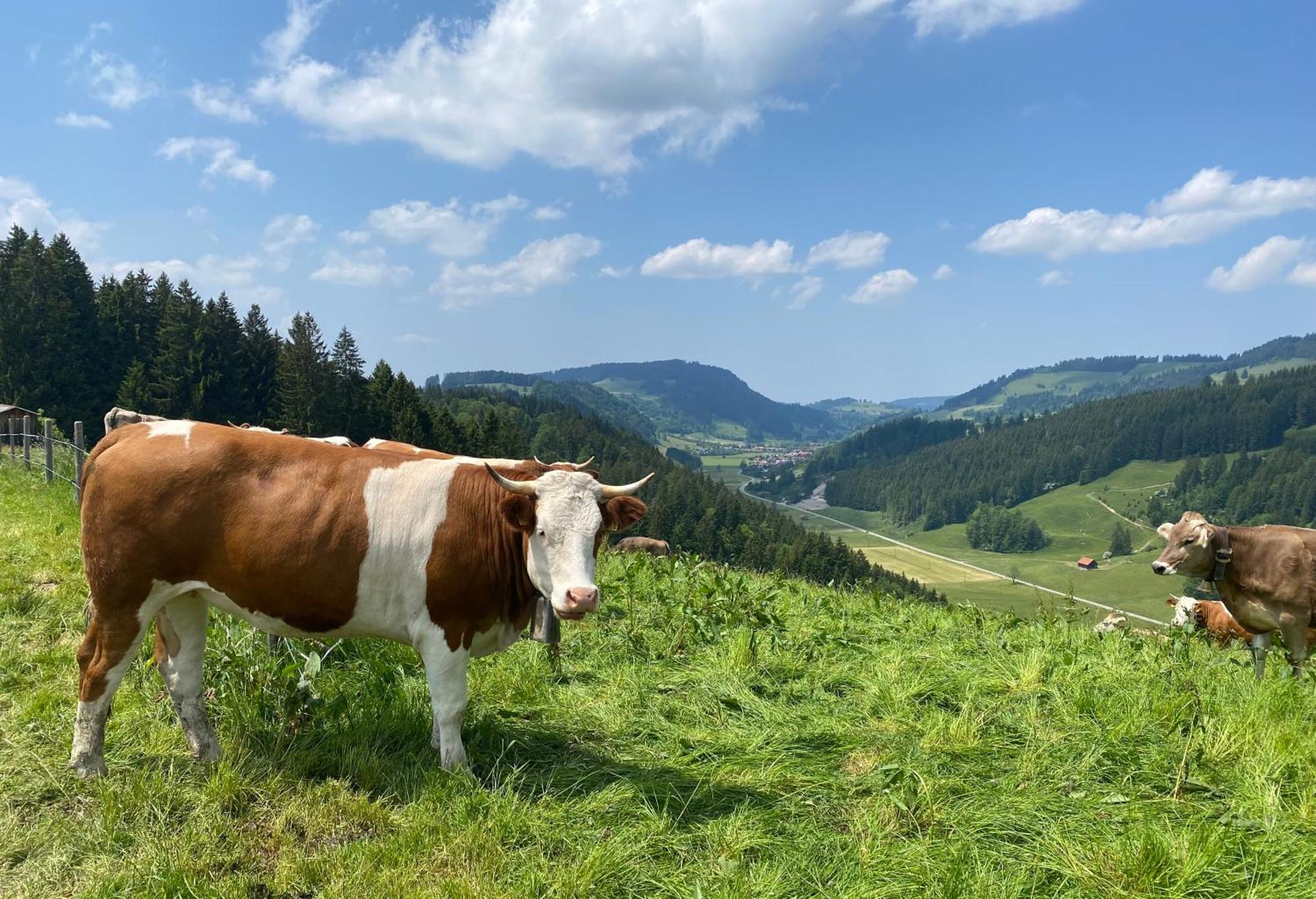 Weitnaustyle - Renoviert, Modern, Allergikerfreundlich Buitenkant foto